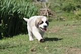 SAINT BERNARD 056